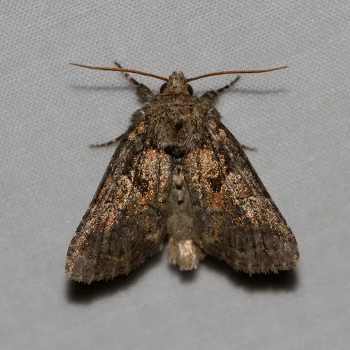 Disparaged Arches Moth