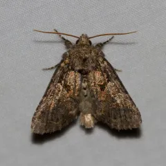 Disparaged Arches Moth thumbnail 1