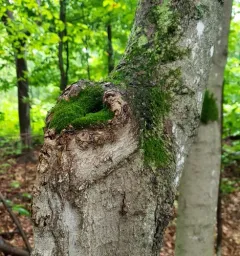 Knothole Moss thumbnail 3