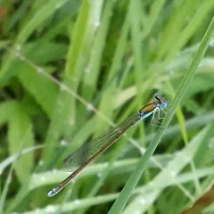 Sedge Sprite thumbnail 2