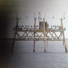 Brown Booby thumbnail 1