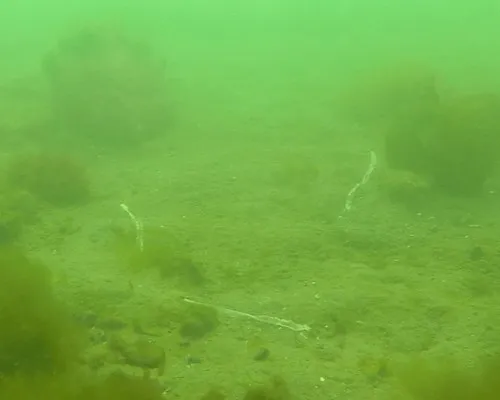 Pseudobonellia iraidii