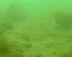 Pseudobonellia iraidii thumbnail 1