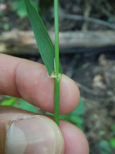 Smith's Melicgrass