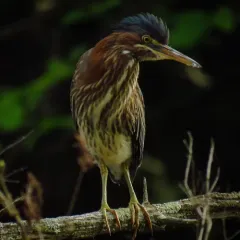 Green Heron thumbnail 3
