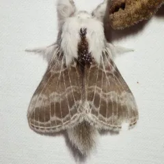 Large Tolype Moth thumbnail 4