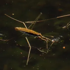 North American Common Water Strider thumbnail 4