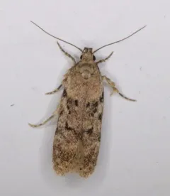 Chionodes thoraceochrella thumbnail 3