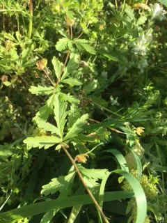 brook cinquefoil thumbnail 2