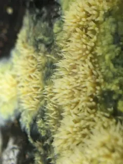 Yellow Toothcrust thumbnail 3
