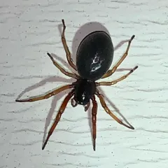Broad-faced Sac Spider thumbnail 2