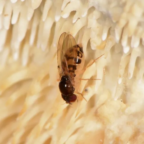 Mycodrosophila claytonae