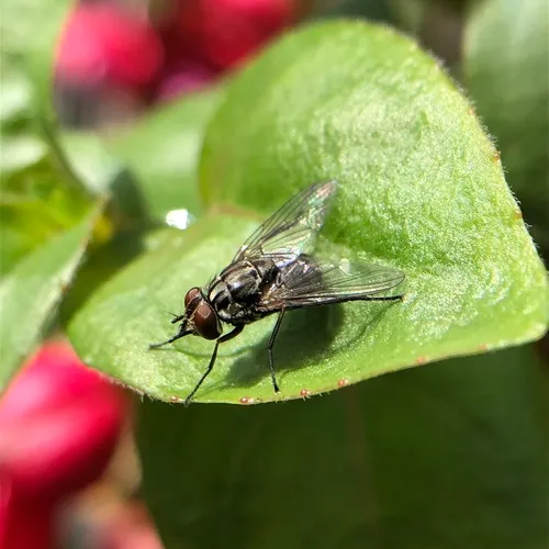 Stable Fly