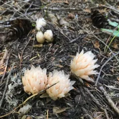 gnome plant thumbnail 2