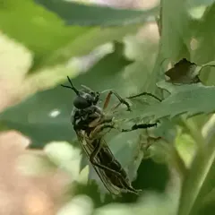 Stripe-legged Robber Fly thumbnail 3