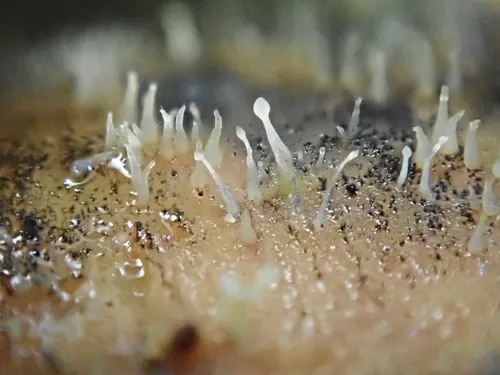 Eleutheromyces subulatus