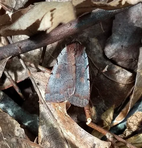 Dull Reddish Dart