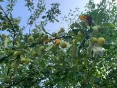 European Wild Apple thumbnail 2