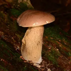 Bitter Bolete thumbnail 3