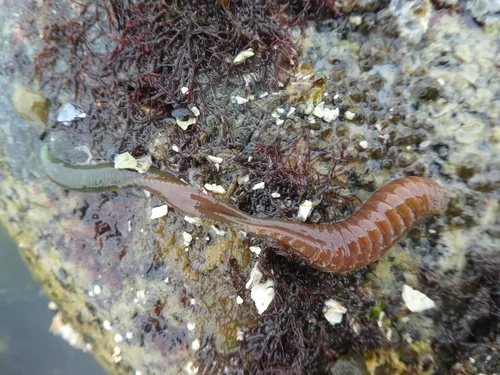 Eupolymnia heterobranchia