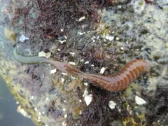 Eupolymnia heterobranchia thumbnail 1