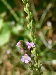 Common vervain thumbnail 4