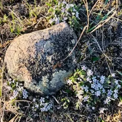spiny phlox thumbnail 3