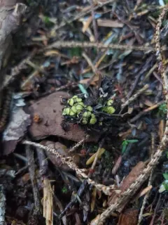 Podophacidium xanthomelum thumbnail 3