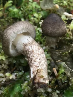 Hygrophorus inocybiformis thumbnail 4