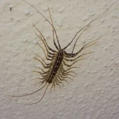 House Centipede thumbnail 5