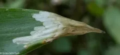 Cosmopterix clandestinella thumbnail 2
