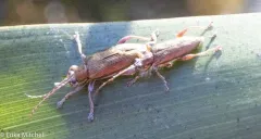 Donacia porosicollis thumbnail 3