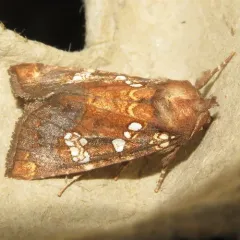Water-hemlock Borer Moth thumbnail 2