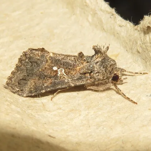 Cabbage Looper Moth