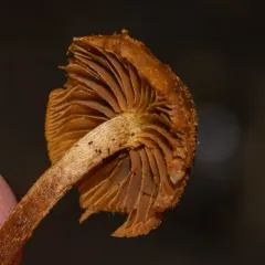 Pholiota granulosa thumbnail 2