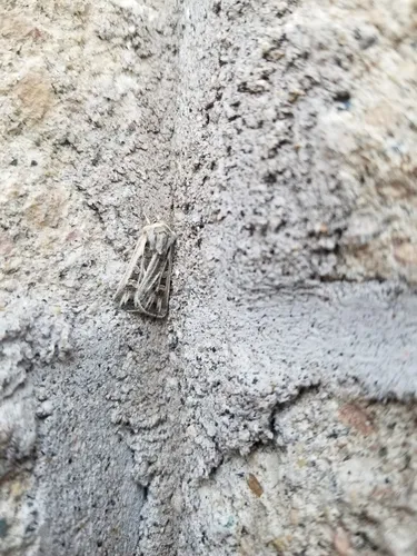 Euxoa quadridentata