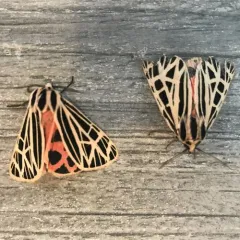 Virgin Tiger Moth thumbnail 4