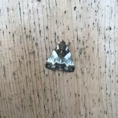 Tufted Bird-dropping Moth thumbnail 2