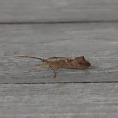 Inimical Northern Caddisfly thumbnail 2