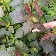beefsteak plant thumbnail 2