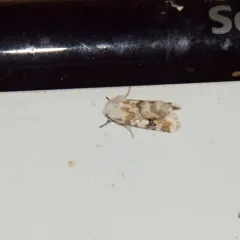 Goldenrod Flower Moth thumbnail 2
