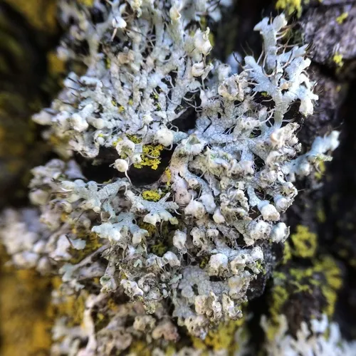 Hooded Rosette Lichen