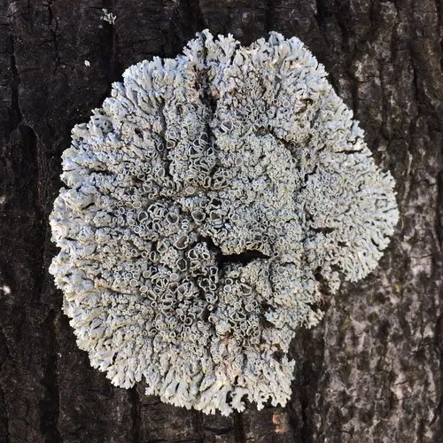Star Rosette Lichen