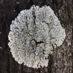 Star Rosette Lichen thumbnail 1