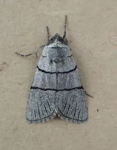 Sympistis barnesii thumbnail 3