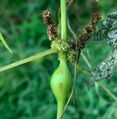 Boehmeria stem gall midge thumbnail 2