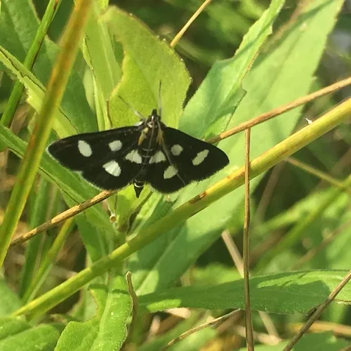 White-spotted Sable