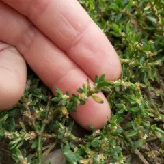 Prostrate Knotweed thumbnail 3