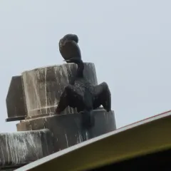 Pelagic Cormorant thumbnail 2