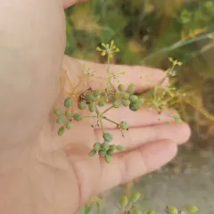 fennel thumbnail 4